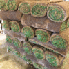 Sod Rolls Large - Image 4