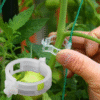 Plant Clips – 100-Pack Reusable Garden Support Clips for Stems, Vines & Trellises - Image 4