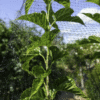 Garden Netting – 7 ft x 100 ft UV-Stabilized Mesh for Plant Protection & Trellis Support - Image 3